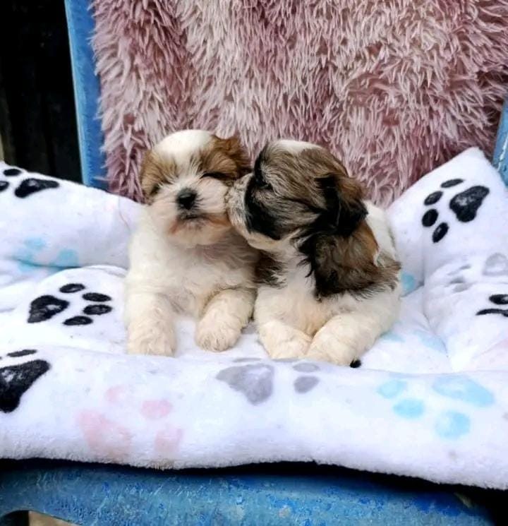 Cachorritos de Sembrando Huellitas buscando hogar
